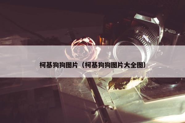 柯基狗狗图片（柯基狗狗图片大全图）