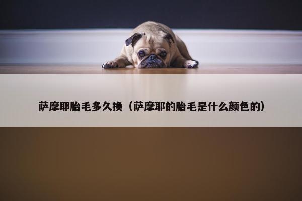 萨摩耶胎毛多久换（萨摩耶的胎毛是什么颜色的）