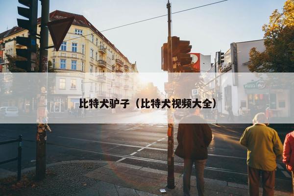 比特犬驴子（比特犬视频大全）