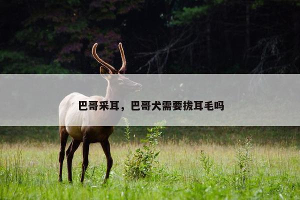 巴哥采耳，巴哥犬需要拔耳毛吗