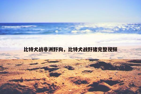 比特犬战非洲野狗，比特犬战野猪完整视频