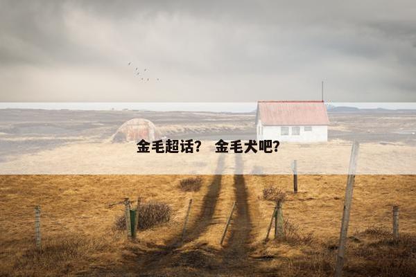 金毛超话? 金毛犬吧? 金毛超话? 金毛犬吧?