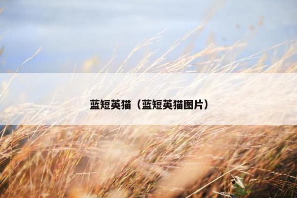 蓝短英猫（蓝短英猫图片）