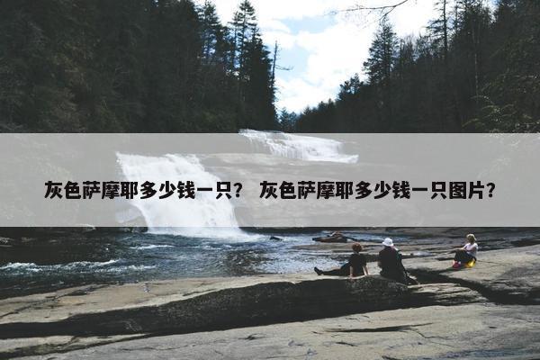 灰色萨摩耶多少钱一只？ 灰色萨摩耶多少钱一只图片？