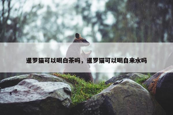 暹罗猫可以喝白茶吗，暹罗猫可以喝自来水吗