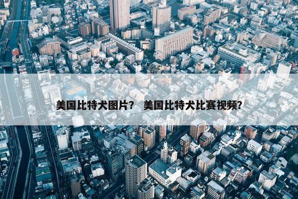 美国比特犬图片？ 美国比特犬比赛视频？