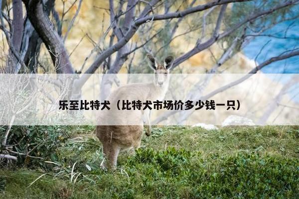 乐至比特犬（比特犬市场价多少钱一只）