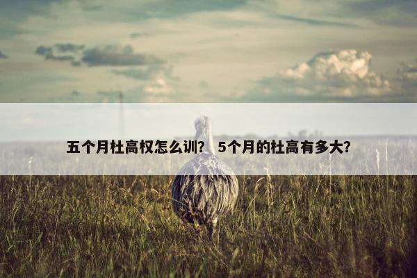 五个月杜高权怎么训？ 5个月的杜高有多大？