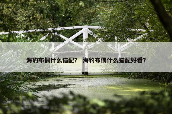 海豹布偶什么猫配？ 海豹布偶什么猫配好看？