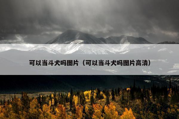 可以当斗犬吗图片（可以当斗犬吗图片高清）