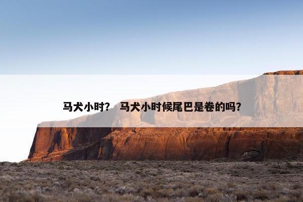 马犬小时？ 马犬小时候尾巴是卷的吗？
