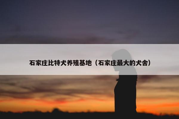 石家庄比特犬养殖基地（石家庄最大的犬舍）