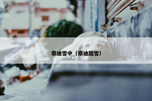 泰迪雪中（泰迪踏雪）