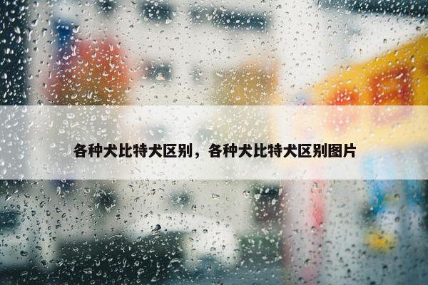 各种犬比特犬区别，各种犬比特犬区别图片