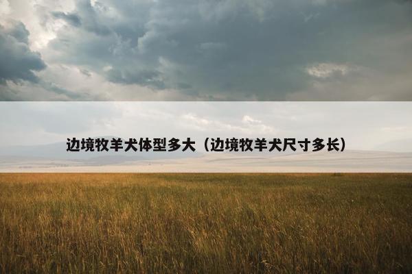 边境牧羊犬体型多大（边境牧羊犬尺寸多长）