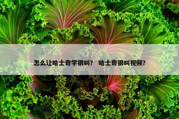 怎么让哈士奇学狼叫？ 哈士奇狼叫视频？