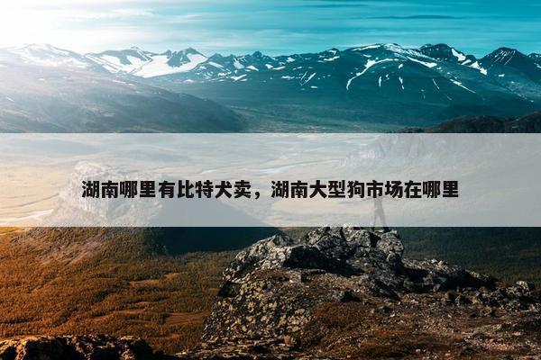 湖南哪里有比特犬卖，湖南大型狗市场在哪里