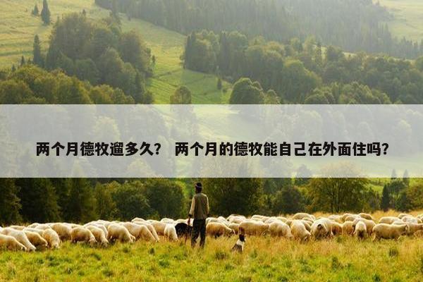两个月德牧遛多久？ 两个月的德牧能自己在外面住吗？