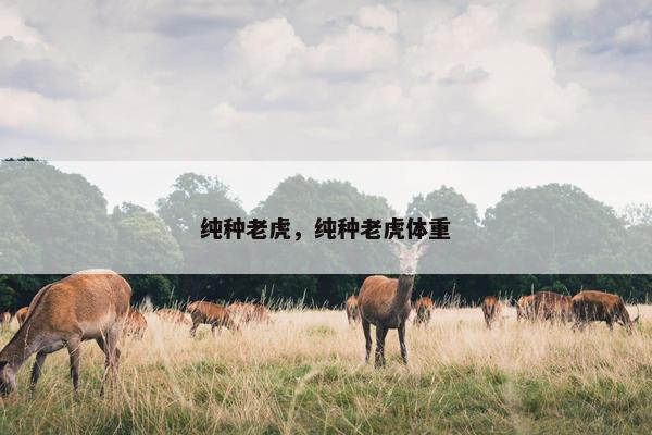 纯种老虎，纯种老虎体重