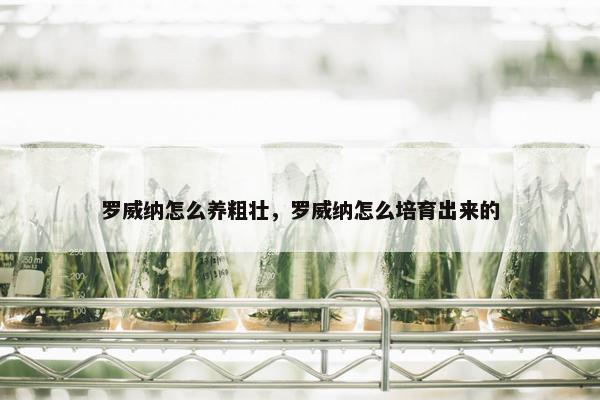 罗威纳怎么养粗壮，罗威纳怎么培育出来的
