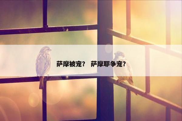 萨摩被宠？ 萨摩耶争宠？