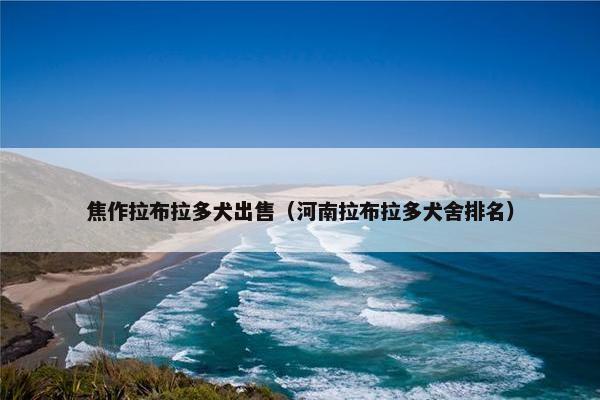 焦作拉布拉多犬出售（河南拉布拉多犬舍排名）