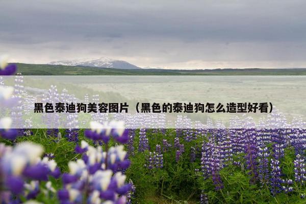 黑色泰迪狗美容图片（黑色的泰迪狗怎么造型好看）