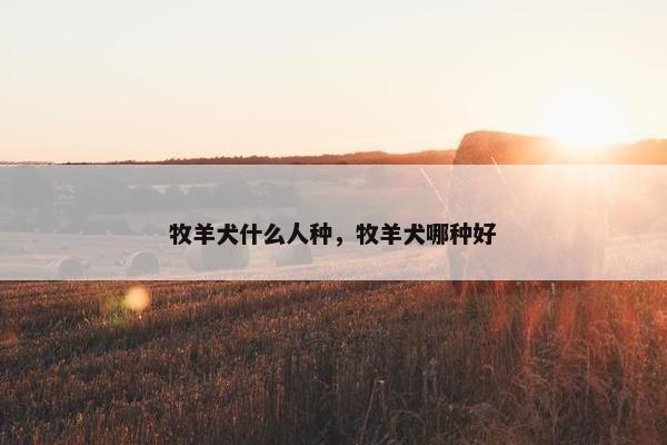 牧羊犬什么人种，牧羊犬哪种好