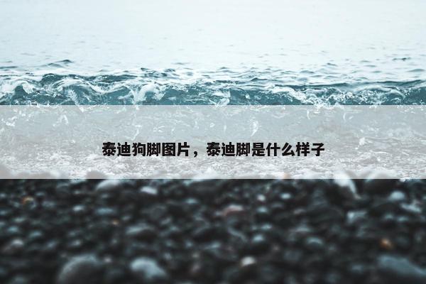 泰迪狗脚图片，泰迪脚是什么样子