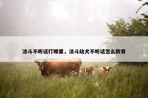 法斗不听话打哪里，法斗幼犬不听话怎么教育