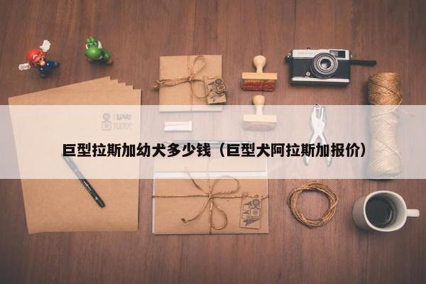巨型拉斯加幼犬多少钱（巨型犬阿拉斯加报价）