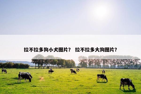 拉不拉多狗小犬图片？ 拉不拉多大狗图片？