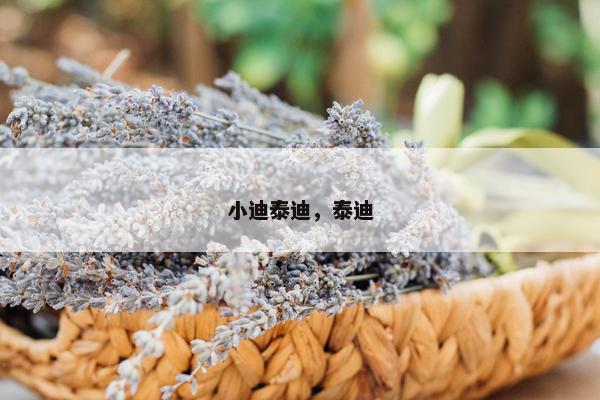 小迪泰迪，泰迪