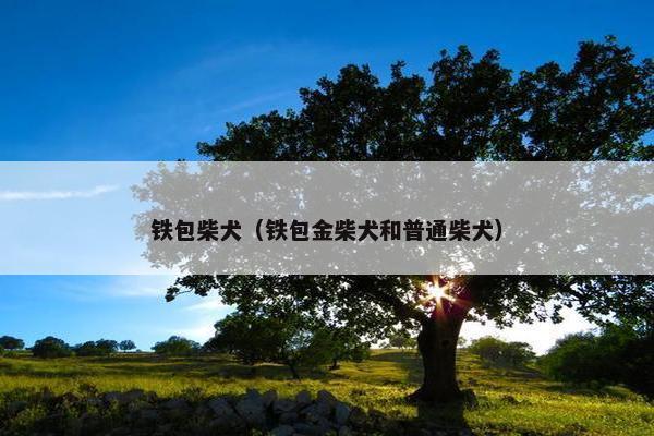 铁包柴犬（铁包金柴犬和普通柴犬）
