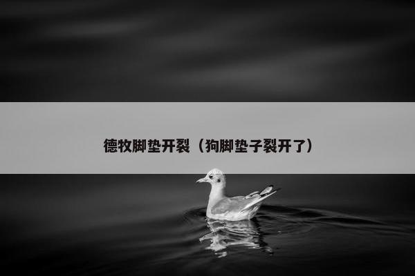 德牧脚垫开裂（狗脚垫子裂开了）