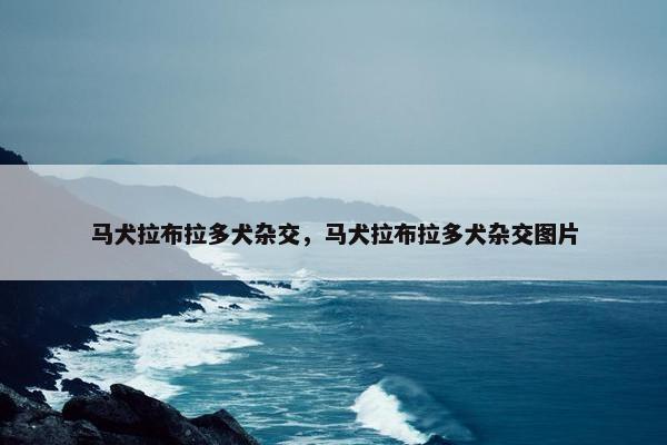 马犬拉布拉多犬杂交，马犬拉布拉多犬杂交图片