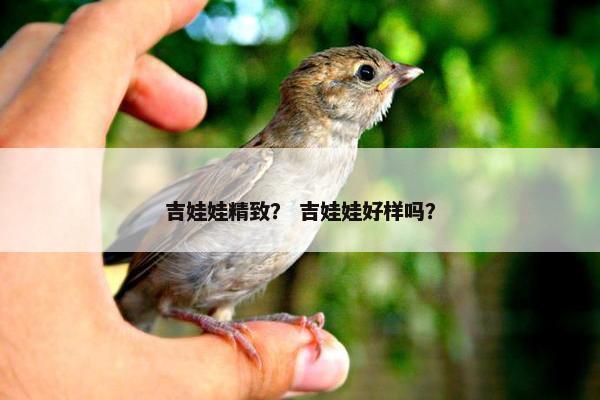 吉娃娃精致？ 吉娃娃好样吗？