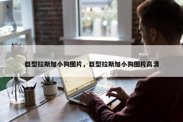 巨型拉斯加小狗图片，巨型拉斯加小狗图片高清