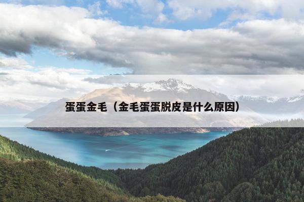 蛋蛋金毛（金毛蛋蛋脱皮是什么原因）