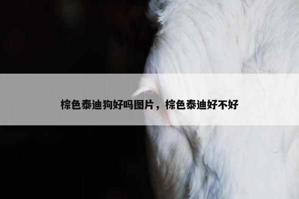 棕色泰迪狗好吗图片，棕色泰迪好不好