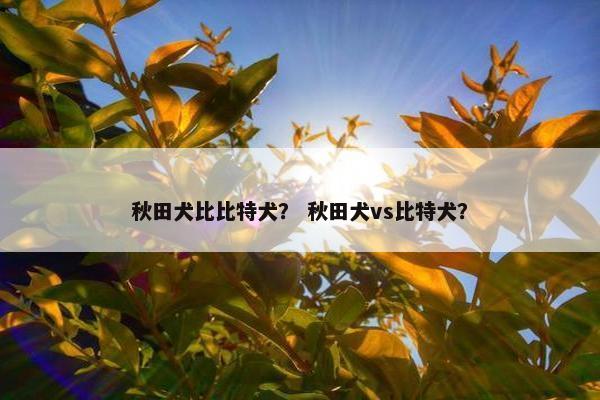 秋田犬比比特犬？ 秋田犬vs比特犬？