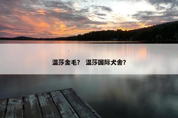温莎金毛？ 温莎国际犬舍？