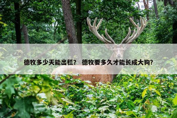 德牧多少天能出栏？ 德牧要多久才能长成大狗？