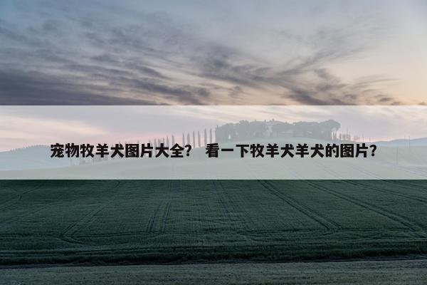 宠物牧羊犬图片大全？ 看一下牧羊犬羊犬的图片？