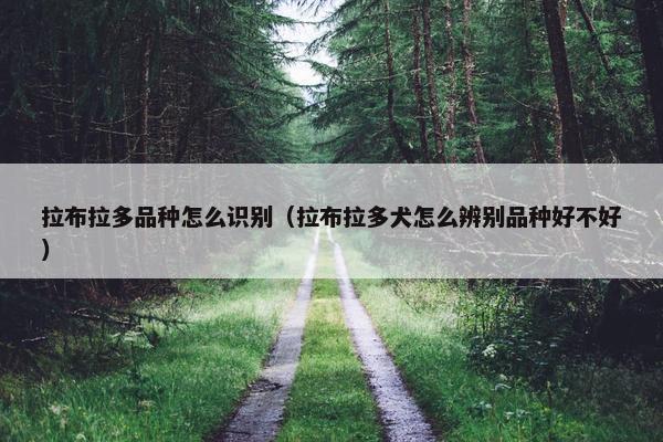 拉布拉多品种怎么识别（拉布拉多犬怎么辨别品种好不好）