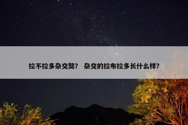 拉不拉多杂交獒？ 杂交的拉布拉多长什么样？