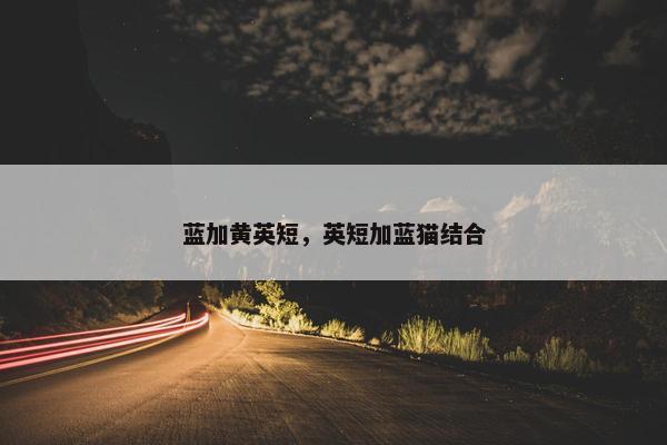 蓝加黄英短，英短加蓝猫结合
