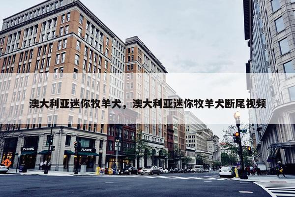 澳大利亚迷你牧羊犬，澳大利亚迷你牧羊犬断尾视频