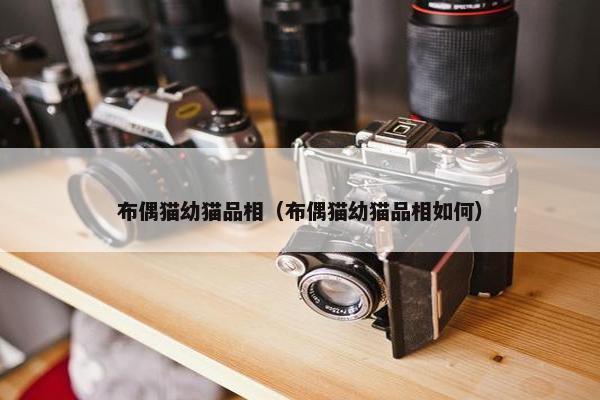 布偶猫幼猫品相（布偶猫幼猫品相如何）