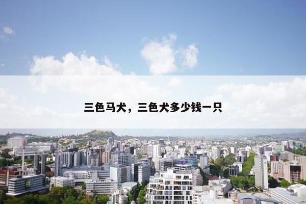 三色马犬，三色犬多少钱一只